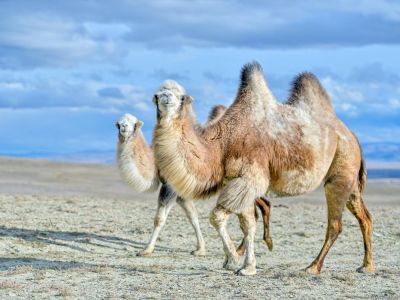 Индивидуальные