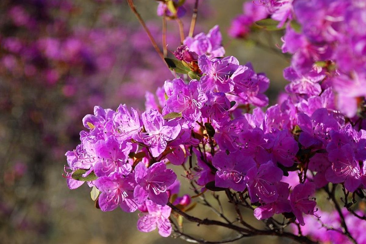 Цветение маральника на Алтае. Алтай весенний.