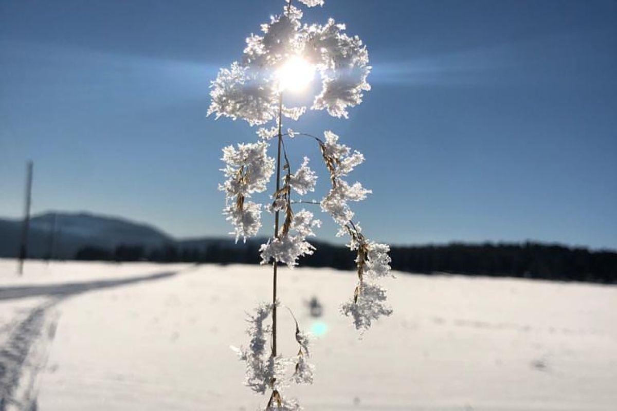Экскурсия на озеро Светлое в заказник "Лебединый"