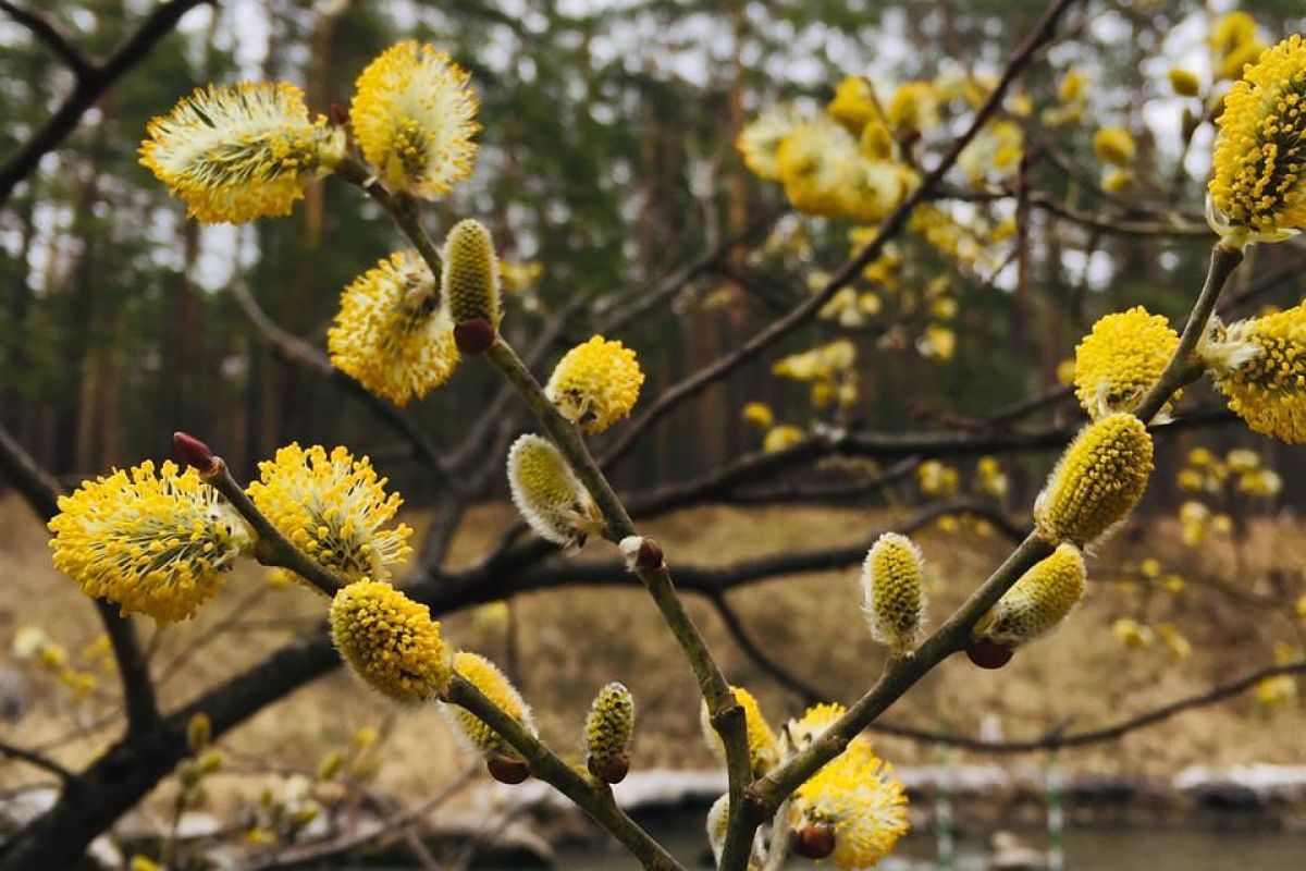 Весенний вояж по Алтаю