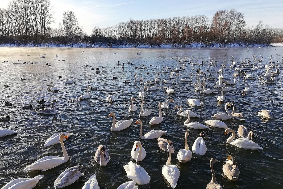 Алтай. Зимняя сказка