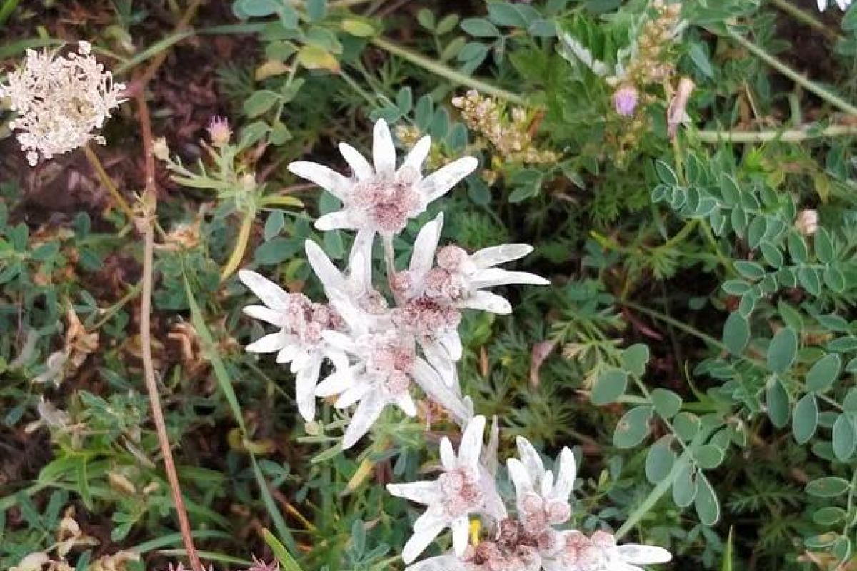 Священная Каракольская долина + озеро Ару Кем, экскурсия