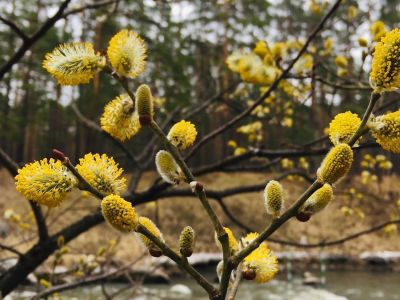 Весенний вояж по Алтаю