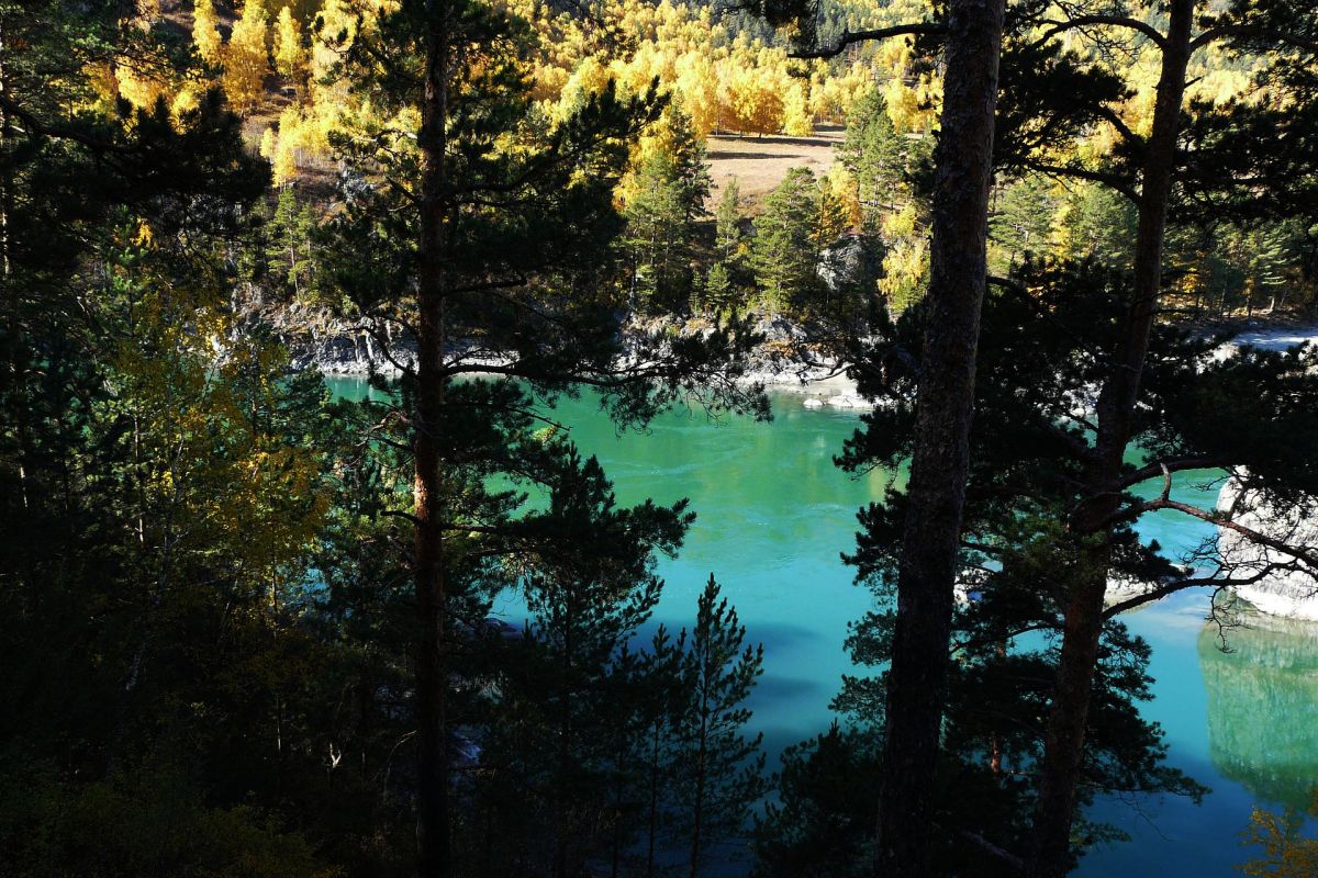 Удивительный Чемал + Ороктойский мост, экскурсия