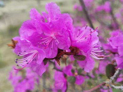 Цветение маральника на Алтае. Алтай весенний.