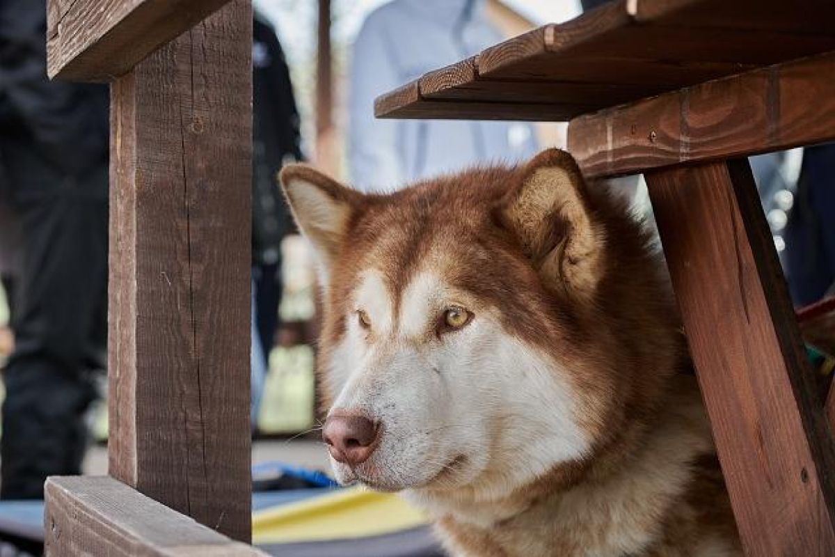 Знакомство с хаски в Центре ездового собаководства + этнокомплекс в с. Полеводка