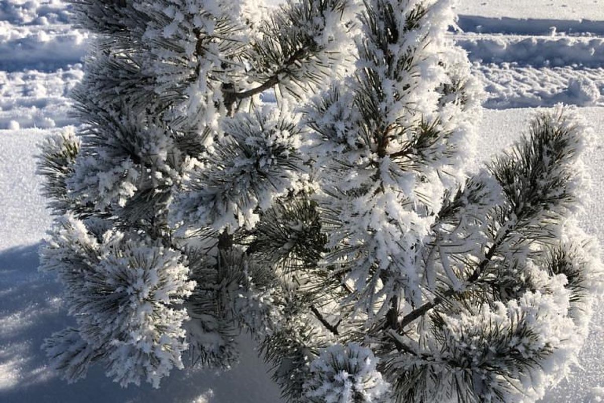 Музыкальный мастер - класс в галерее "Стрела Сартакпая" с. Аскат+ Голубые озера + с. Чемал (о. Патмос)