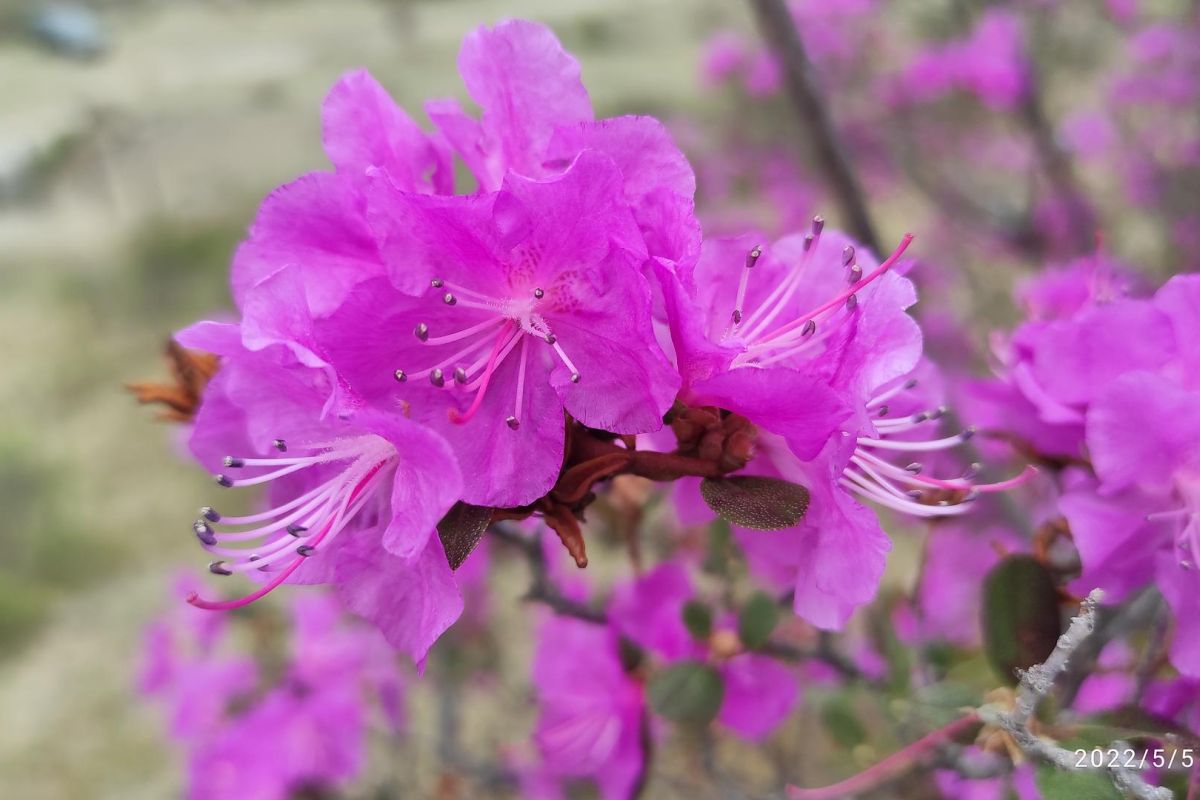 Цветение маральника на Алтае. Алтай весенний.