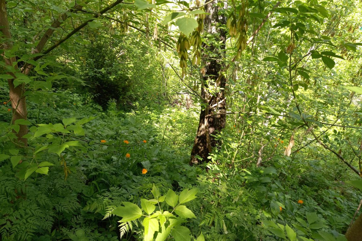 Краткая обзорная «Треккинг-экскурсия по горе Комсомольская»  с видами на  г.Горно-Алтайск»