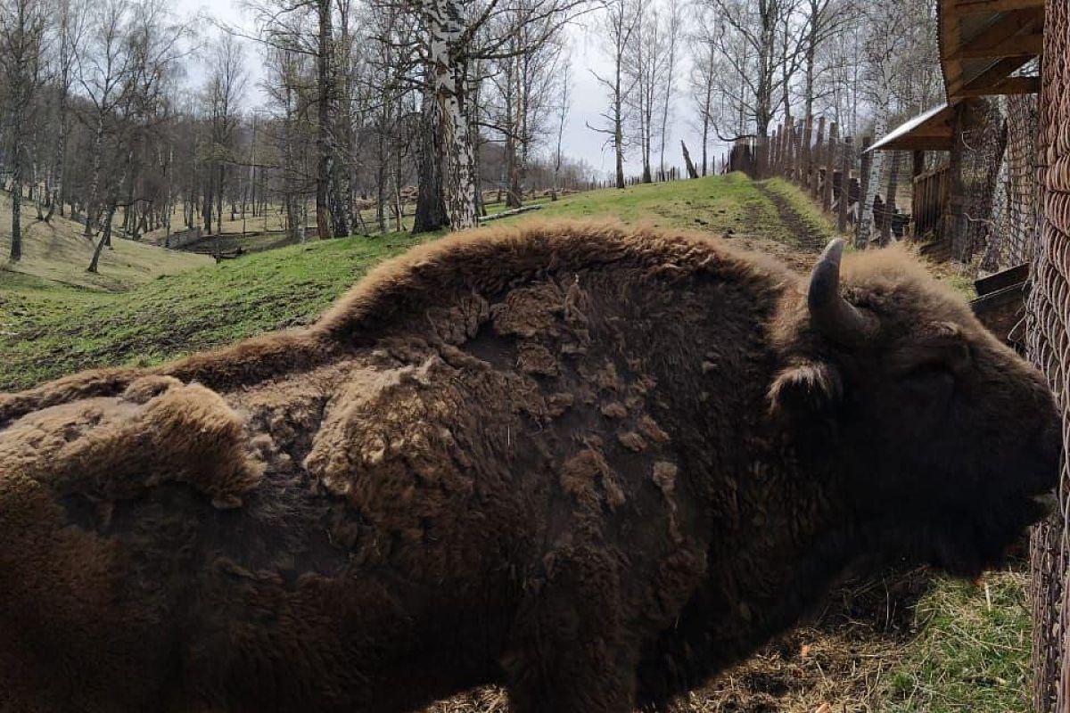 Священная Каракольская долина + зубровый питомник + памятник суслику, экскурсия