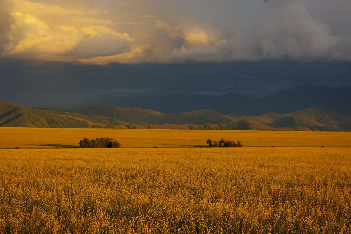 Алтайское ожерелье