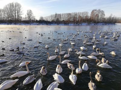 Экскурсия на озеро Светлое в заказник "Лебединый"