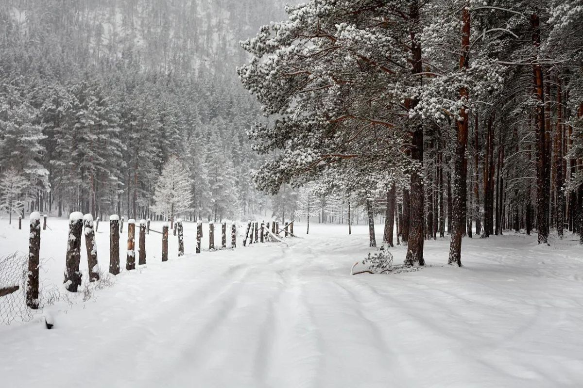 Удивительный Чемал + Ороктойский мост + Голубые озера, экскурсия