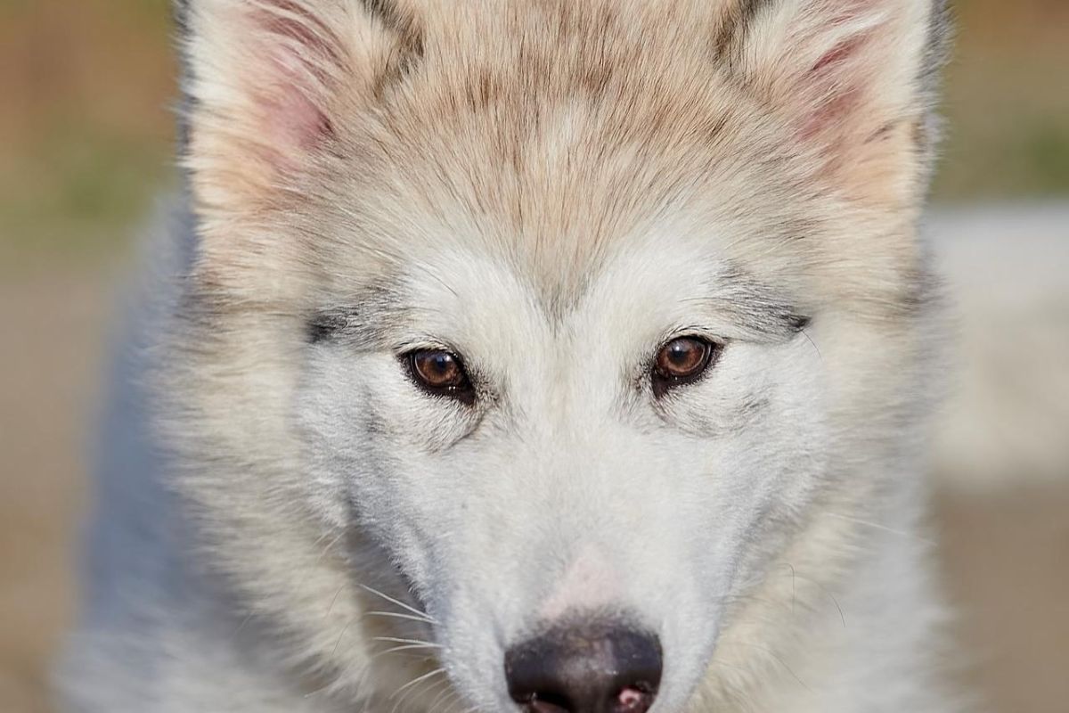 Озеро Светлое в заказнике "Лебединый" + Знакомство с хаски в Центре ездового собаководства и посещение этнокомплекса в с. Полеводка