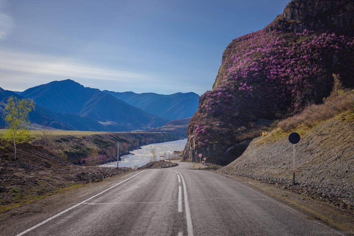 Цветение маральника на Алтае. Алтай весенний.