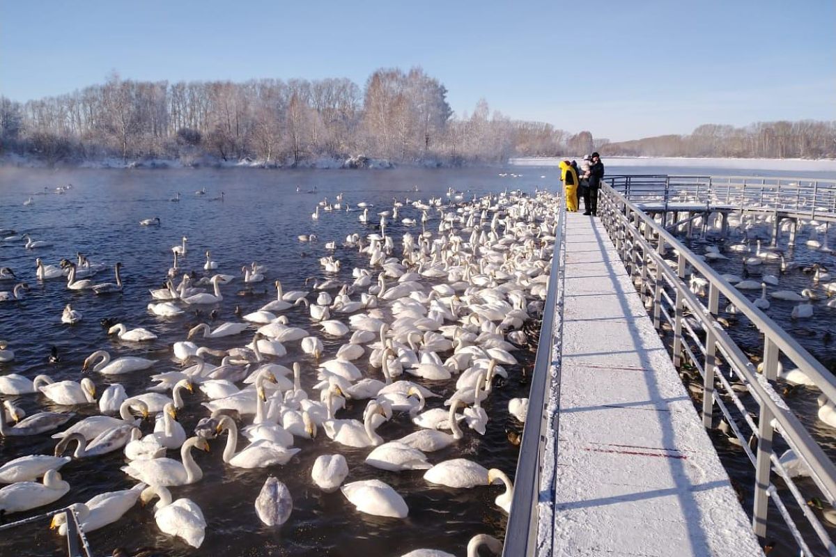 Экскурсия на озеро Светлое в заказник "Лебединый"
