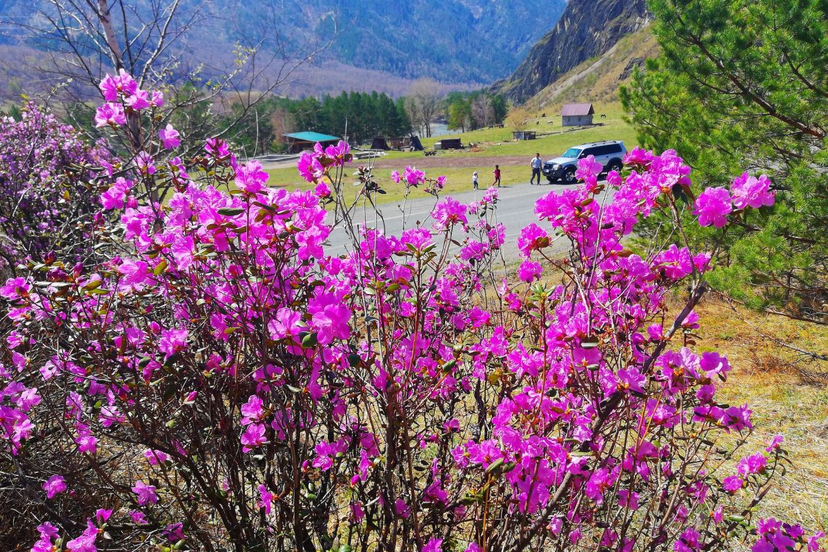 Цветение маральника на Алтае. Алтай весенний.